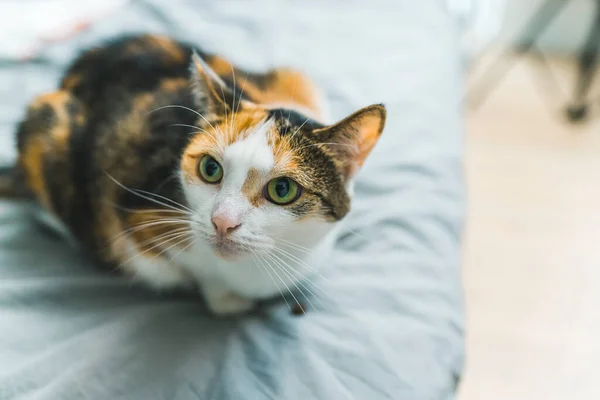 Tricolor calico cat with green eyes sitting in bed looking behind camera with curious expression. Protective pet. Horizontal indoor shot. High quality photo