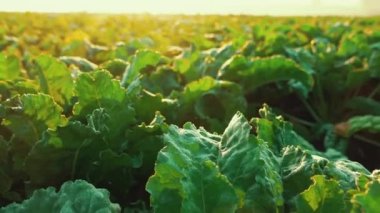 Yeşillik beyaz pancar tarlası sabah hasat için hazır olacak. Parlak güneş parlıyor. Sebze çiftliği. Tarım. Yatay çekim. Yüksek kalite 4k görüntü