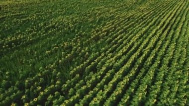 Stunning top view of endless sunflower field seen from aerial perspective. Beauty in nature. Sunflower oil concept. High quality 4k footage