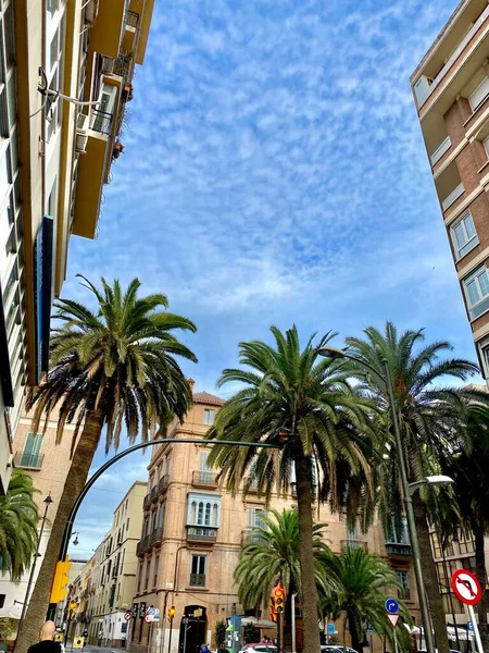 Palmeiras Belos Edifícios Céu Azul Málaga Andaluzia Espanha Foto Alta — Fotografia de Stock