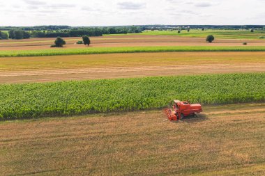 Kuşlar yeşil ekinlerle dolu tarıma bakış açısına sahipler. Kırmızı bir çiftlik makinesi - hasat makinesini kombine ederek - kolza tohumu ekinleri üzerinde çalışıyor. Yüksek kalite fotoğraf