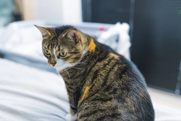 Retrato Gato Calico Multicolor Satisfecho Bien Alimentado Sentado Una Cama —  Fotos de Stock