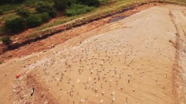Yunanistan 'daki çöplükte yiyecek arayan sayısız beyaz kuşun hava perspektifi. İklim değişikliği ve plastik kirliliği kavramı. Yüksek kalite 4k görüntü