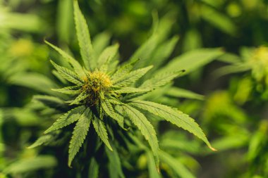 Genç kenevirin Yakın Çekimi ya da Marihuana Bitkisi Bir Tarlada Yetiştirilmeye Hazırlanıyor. Yüksek kalite fotoğraf