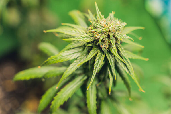 Растение конопли в кастрюле крупным планом. Высокое качество фото