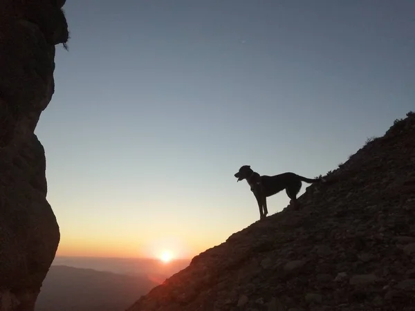 스페인 세라트 산에서 하늘을 바라보고 강아지의 귀여운 실루엣 모험의 — 스톡 사진