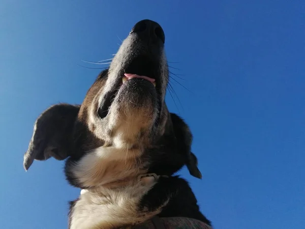 Cabeça Cachorro Grande Surpreendente Olhando Para Céu Azul Dia Muito — Fotografia de Stock