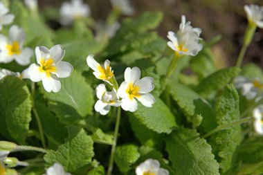 Bahar bahçesinde çiçek açan çuha çiçeği. Çuha Çiçeği. 
