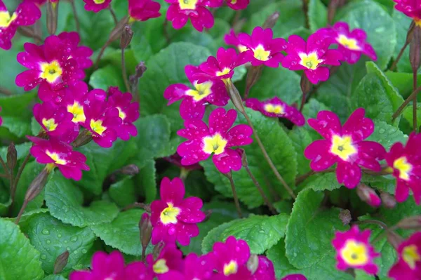 Bahar Bahçesinde Çiçek Açan Çuha Çiçeği Çuha Çiçeği — Stok fotoğraf