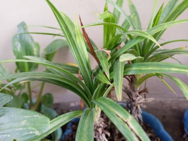 Pandan yaprağı gün içinde çekildi