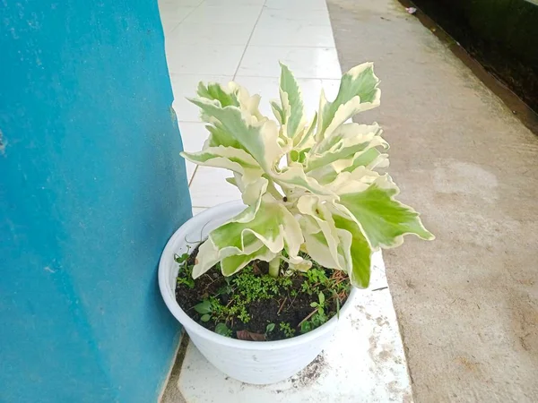 Flores Con Hojas Verdes Con Bordes Blancos Creciendo Plantadas — Foto de Stock