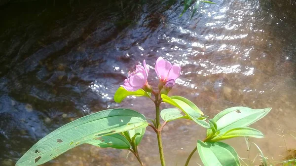 Sengganen Kemerahan Bunga Ungu Tepi Sungai — Stok Foto