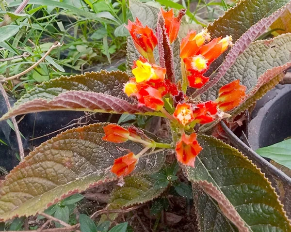 Ornamental Peppers Ornamental Tanaman — Stok Foto