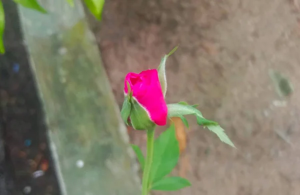 小さな白い花を持つ光沢のある緑色の葉は 家庭菜園で広く植えられている観賞用植物です — ストック写真