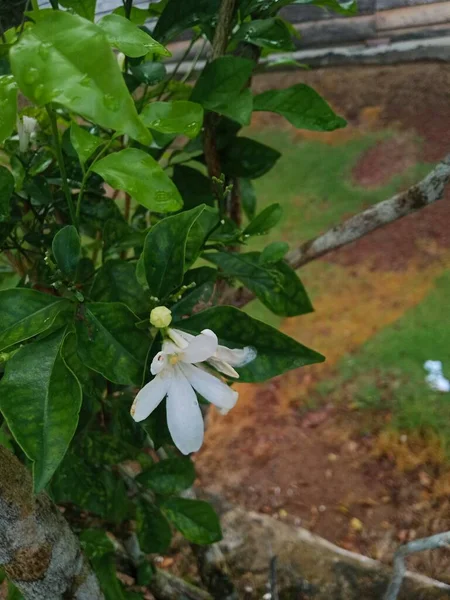 Białe Kwiaty Kwitną Świeżością Zapachem — Zdjęcie stockowe