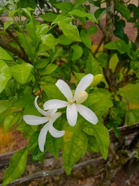 Vita Blommor Blommar Med Friskhet Och Doft — Stockfoto