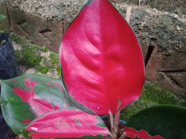 Flor Hibisco Rojo Jardín — Foto de Stock