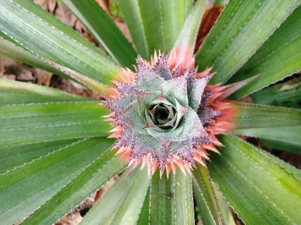 Primo Piano Una Pianta Cactus — Foto Stock