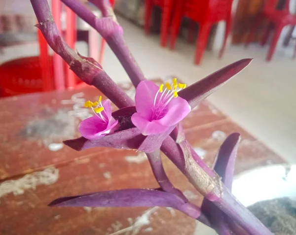 美丽的植物学照片 天然壁纸 — 图库照片