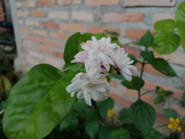 Schöne Botanische Aufnahme Natürliche Tapete — Stockfoto