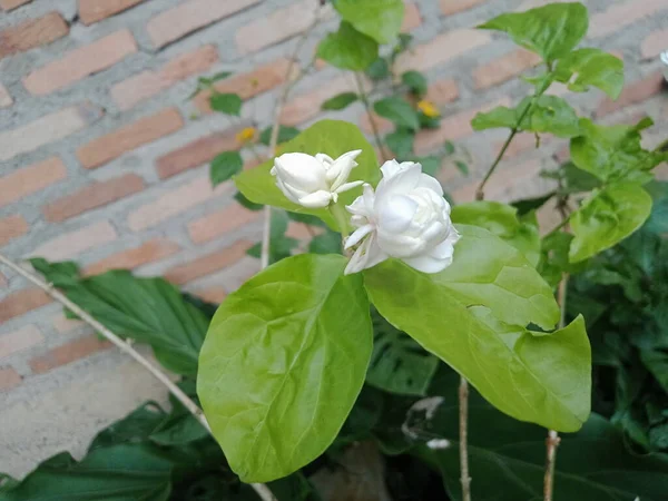 Schöne Blumen Garten — Stockfoto