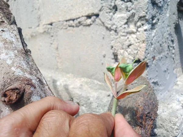 Hand Hålla Grön Växt Sten Bakgrund — Stockfoto