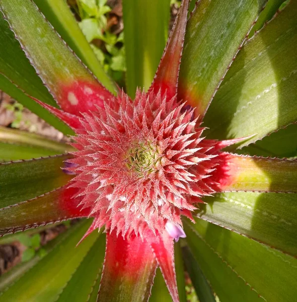 Hermoso Plano Botánico Fondo Pantalla Natural —  Fotos de Stock