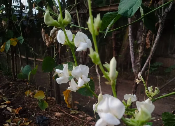 Indah Bunga Putih Taman — Stok Foto