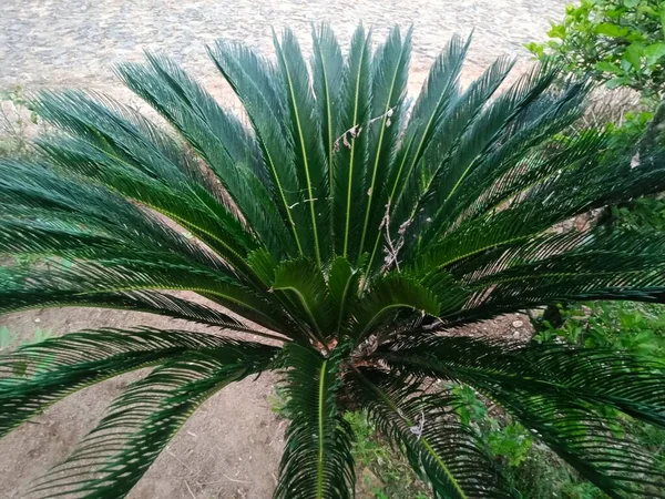 Daun Palem Hijau Pantai — Stok Foto