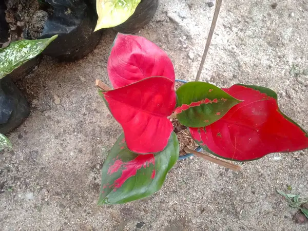 庭で赤と白の花 — ストック写真