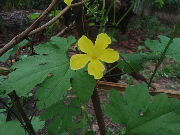 Vacker Botanisk Skott Naturliga Tapeter — Stockfoto