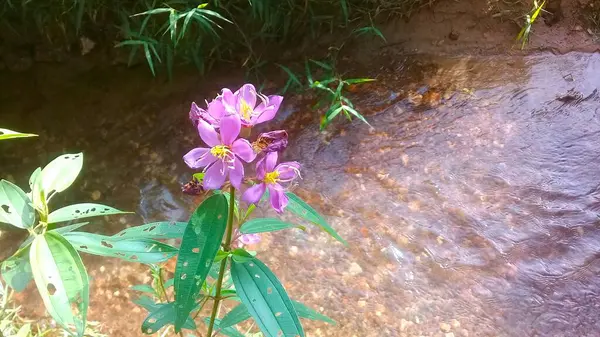 Mooie Bloemen Zomertuin — Stockfoto