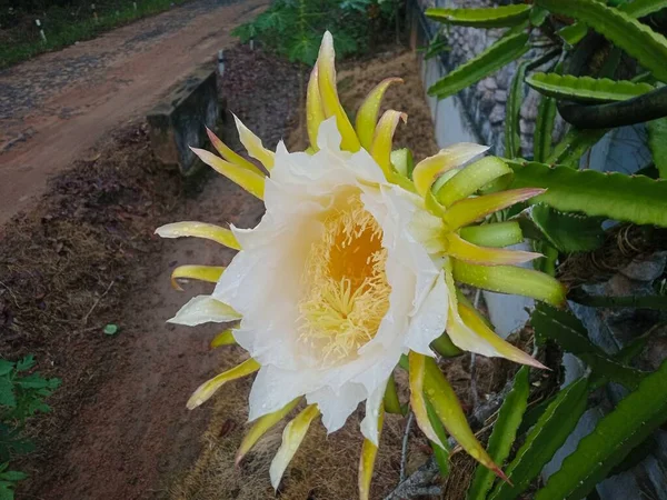 Flower Garden Botanical Park — Stock Photo, Image