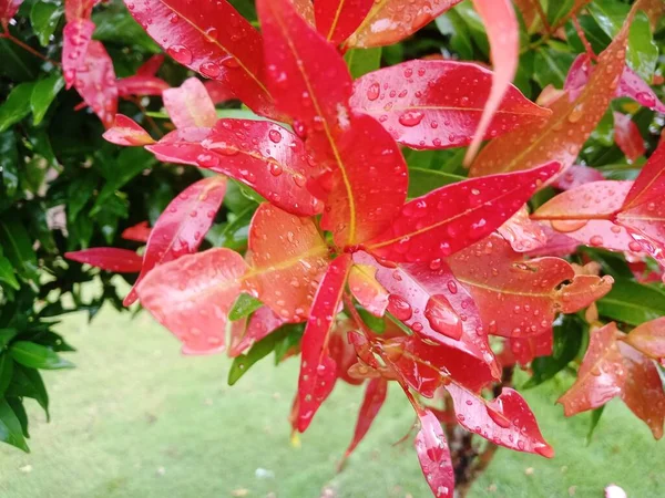 Indah Kebun Raya Dengan Daun Merah Dan Merah Muda — Stok Foto