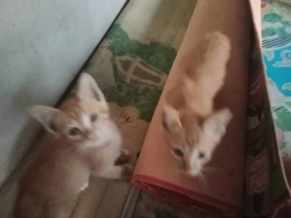 Kedi Yerde Yatıyor — Stok fotoğraf