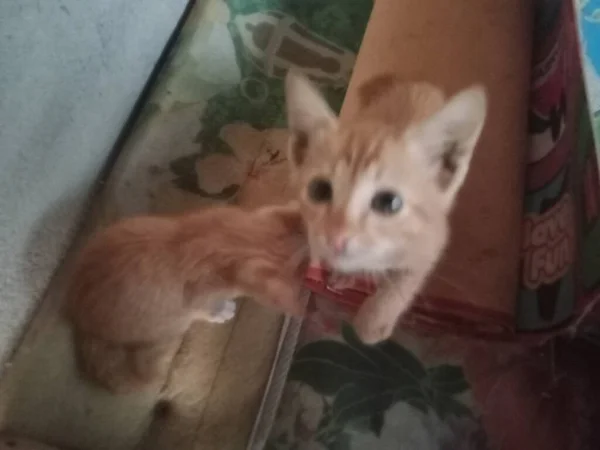 Kucing Dengan Anak Kucing — Stok Foto