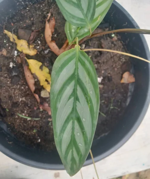 Una Planta Verde Invernadero Brote Joven —  Fotos de Stock