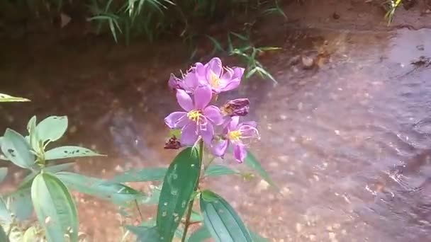 Hermosas Flores Jardín — Vídeo de stock