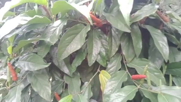 Muy Buena Variedad Plantas — Vídeo de stock