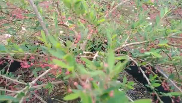 Muito Boa Variedade Plantas — Vídeo de Stock