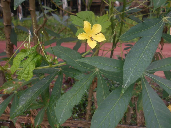 Tipos Vídeos Curtos Sobre Tipos Plantas — Fotografia de Stock