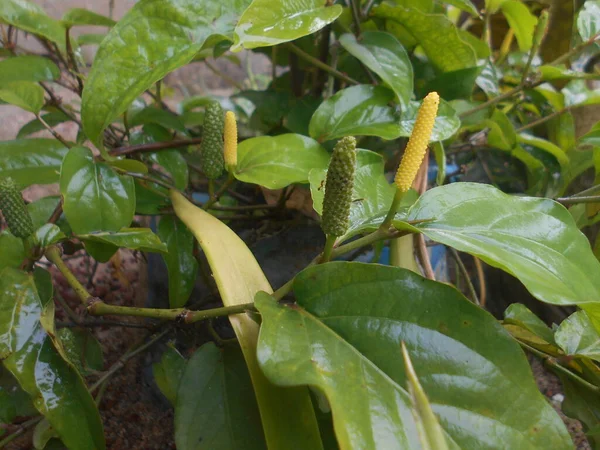 Tipos Vídeos Curtos Sobre Tipos Plantas — Fotografia de Stock