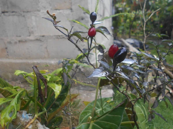 Tipos Vídeos Curtos Sobre Tipos Plantas — Fotografia de Stock