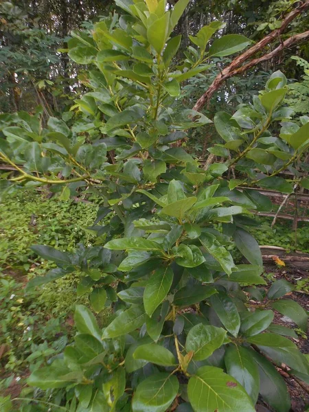 Tipos Videos Cortos Sobre Tipos Plantas —  Fotos de Stock