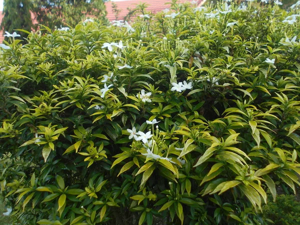 Tipos Vídeos Curtos Sobre Tipos Plantas — Fotografia de Stock