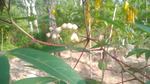 Tipos Videos Cortos Sobre Tipos Plantas — Vídeo de stock