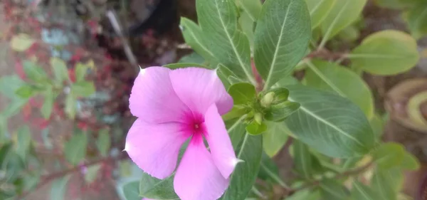 植物の茎の隙間から見える緑の葉は — ストック写真