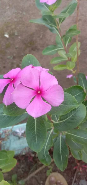 Рожева Квітка Фоні Зеленого Листя — стокове фото