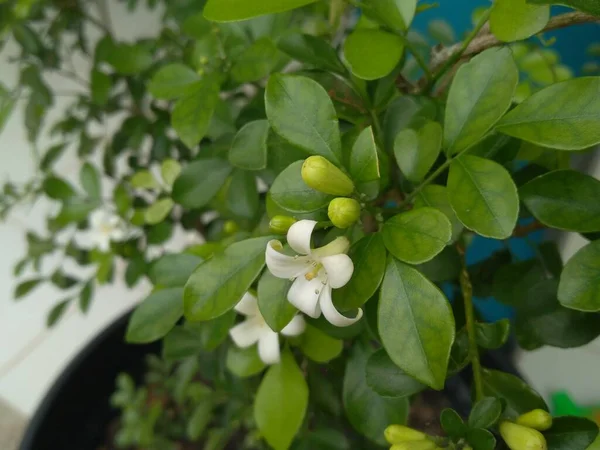 Bunga Putih Kemuneng Telah Mekar Dengan Kuncup Bunga Sekitar — Stok Foto
