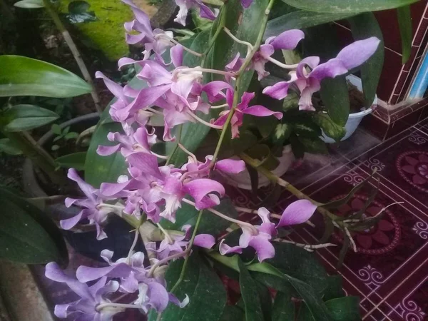 Hold Lila Színe Orchidea Virág Néz Egészséges Bájos Hozzátéve Hogy — Stock Fotó